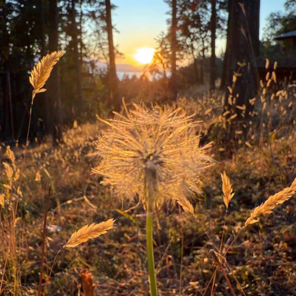 A dandelion clock lit gold by a sun setting between trees in a forest.