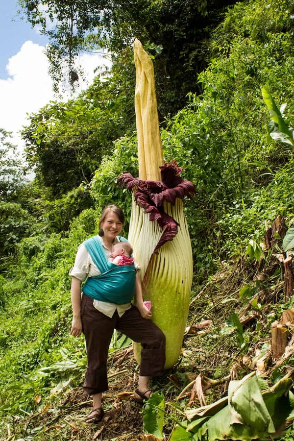 A woman with a child in a sling stands next to a Titan Arum. She is half its size.
