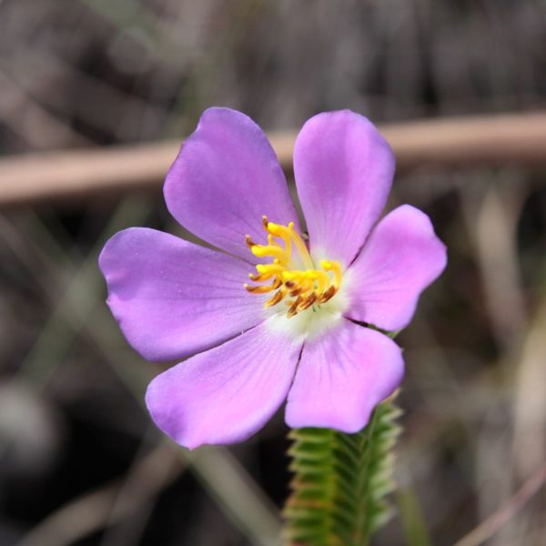 The Hidden Economics of Flowers