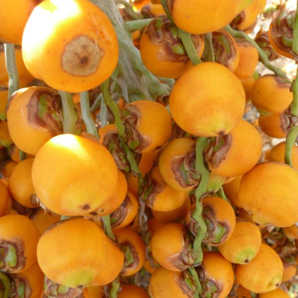 How Temperature Helps Palm Seeds Break Free