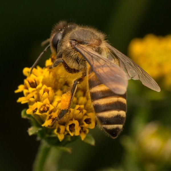 The Silent Partner: The Real Value of Pollination in Daily Life
