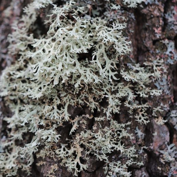 Lichens and Bryophytes Reveal the Effects of Urban Heat