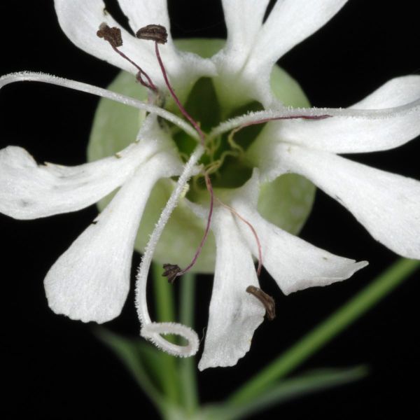 Science Shared: May 30