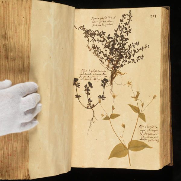 Introducing Botany One’s Digital Botany Special Focus Issue
