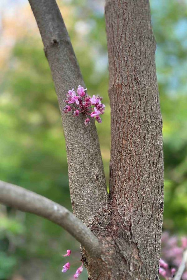 The Week in Botany May 25, 2026
