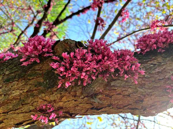 Cercis canadensis