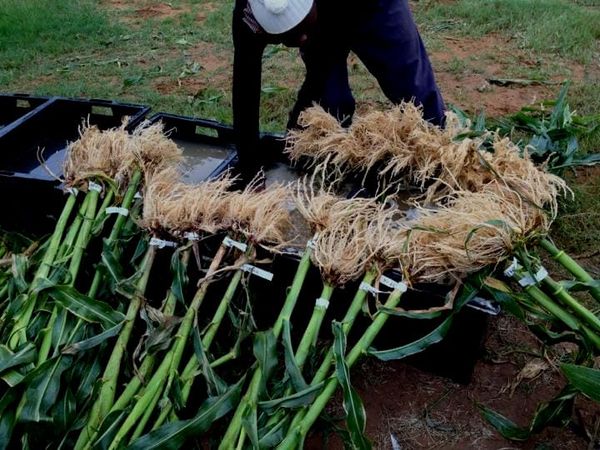 Getting to the root of resilient agriculture