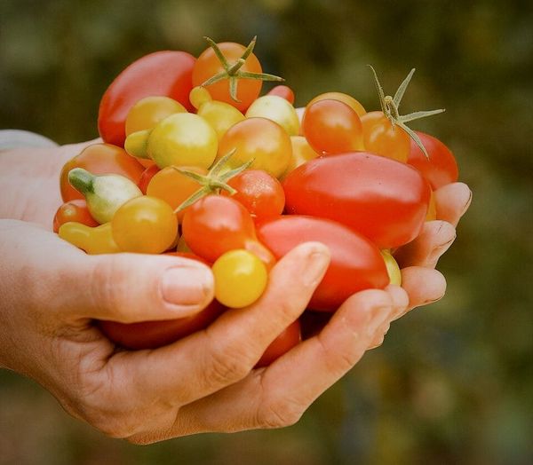 How American Crops Changed Europe