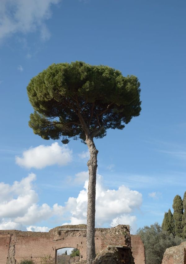 The Week in Botany June 1, 2026