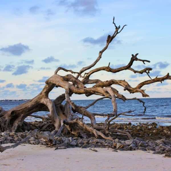 A large bleached washed-up tree on a beach.