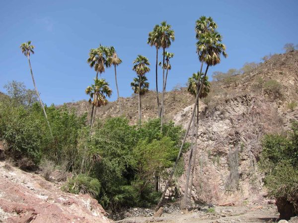 A few palm trees standing tall in a parched landscape.