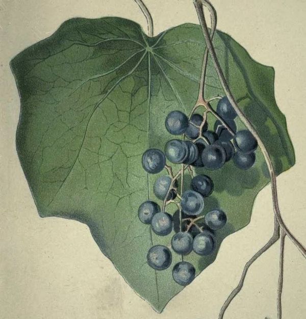 The Week in Botany June 15, 2026