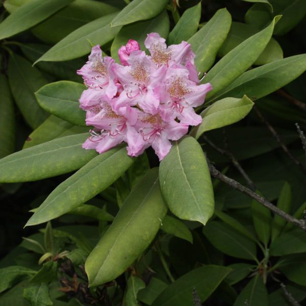 Will State Flowers and Insects Leave Home?