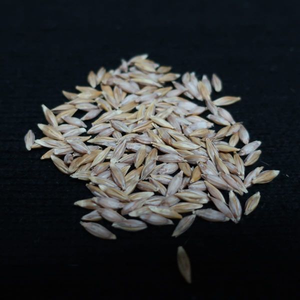 The Secret Photosynthesis Inside Seeds