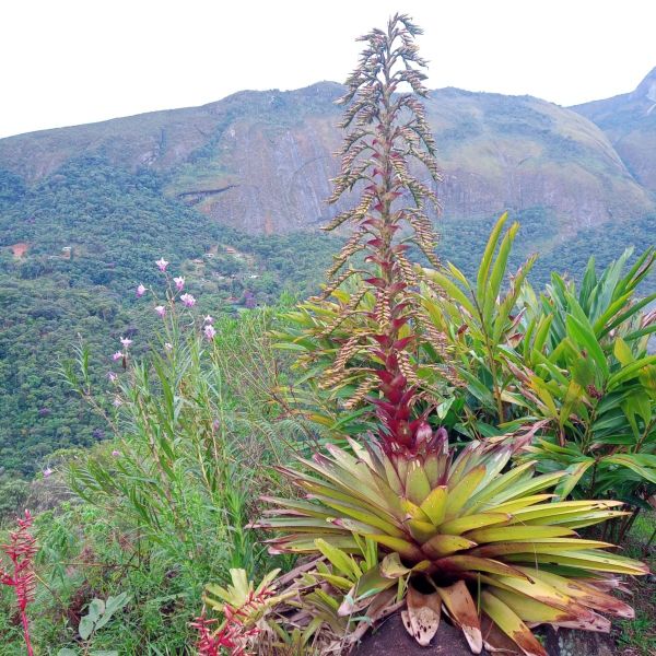 The Plants Closest to Extinction Are the Ones Science Often Knows Least