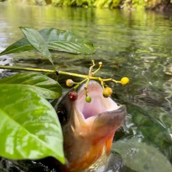 Scaled Gardeners: How Fish Dictate the Future of the Amazonian Flooded Forest