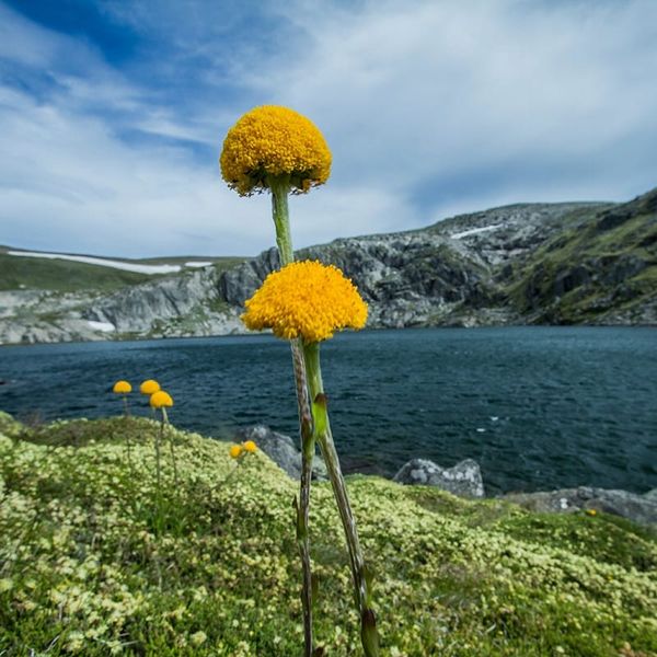 High in the Mountains, Every Degree Matters for Pollinators