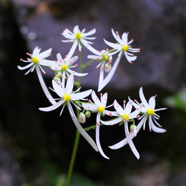 The Flower That Tells Pollinators to Move On