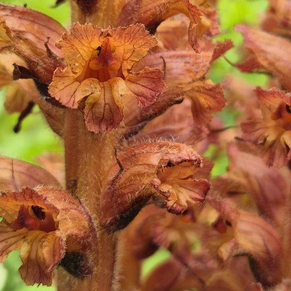 The Parasitic Plant That Changes Its Perfume