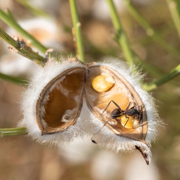 After 400 Years, Scientists May Know Only a Third of Europe’s Seed-Dispersal Network