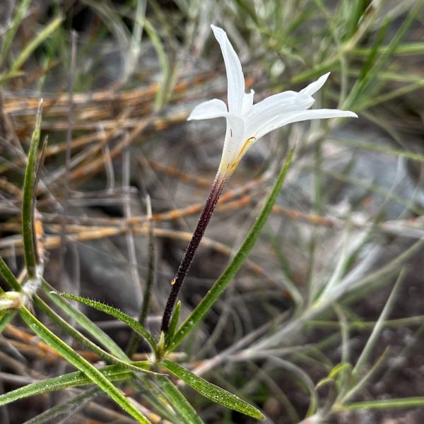 Vellozia sessilis