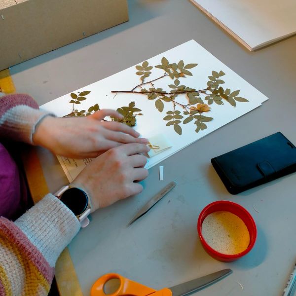 The Ecology of a Herbarium: How Te Papa connects plants, people, and data