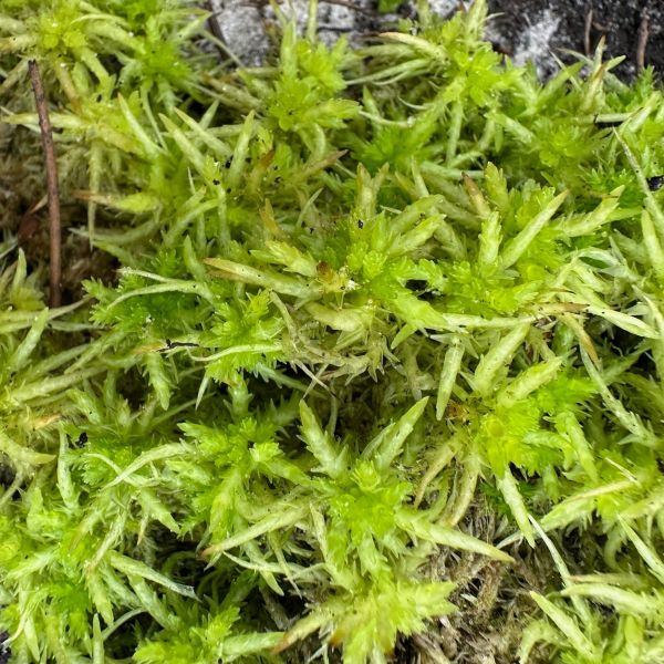 Sphagnum palustre