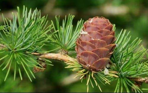 Paleo Week: Ancient Secrets of the Fibonacci Spiral