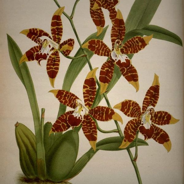 Three Tools That Bring Digital Botany Within Reach