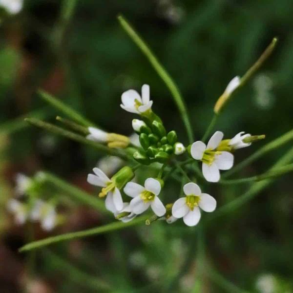 Arabidopsis thaliana flowers against a blurred background.