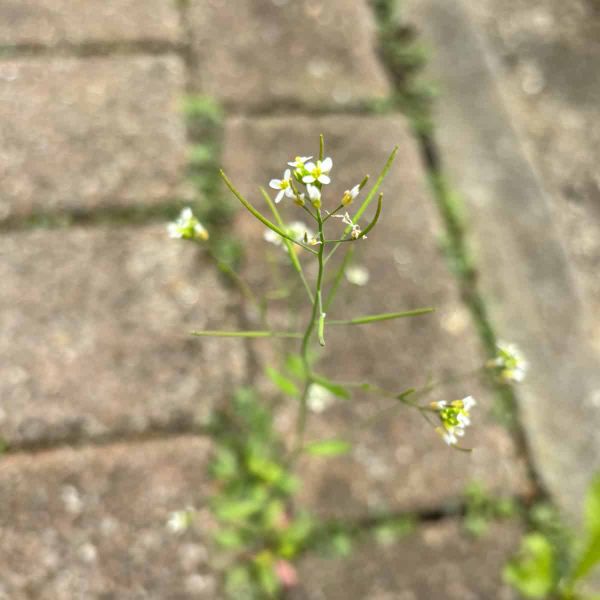 Arabidopsis thaliana growing out of cracks in paving in Cardiff