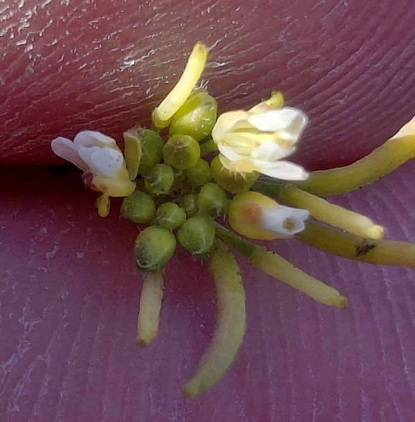 A sprig of Arabidopsis held between two fingers.