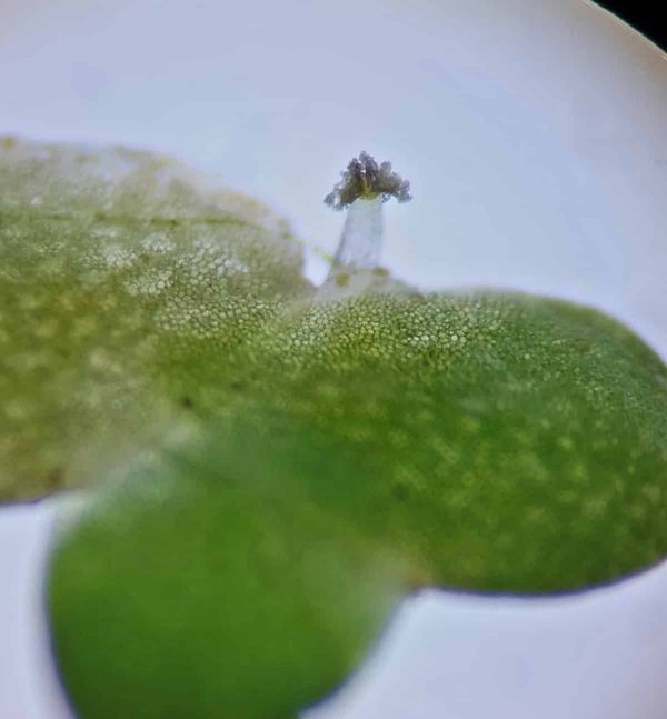 Macro close-up of a common duckweed frond with a tiny flower rising from its edge, dusted with pale pollen.