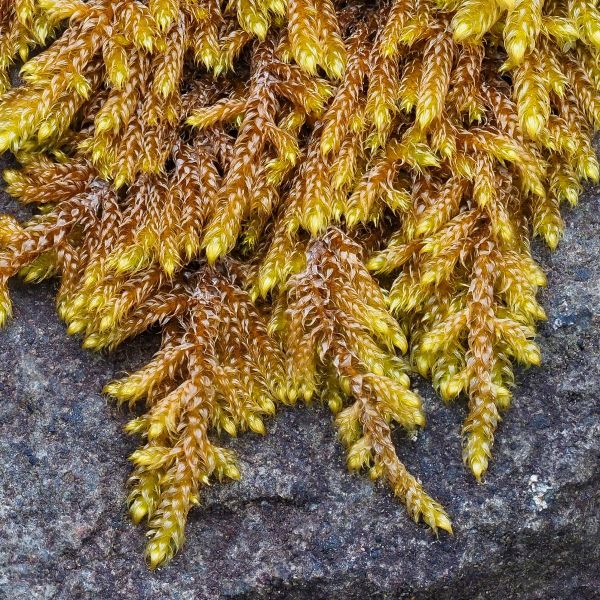 Antarctica’s First Assessed Plant Is Already Endangered