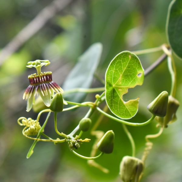 The Cross-Cultural Partnership That Rediscovered Guatemala’s Lost Passionflower