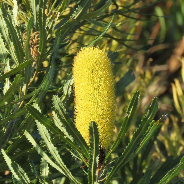 The Banksia That Calls Beetles in the Dark