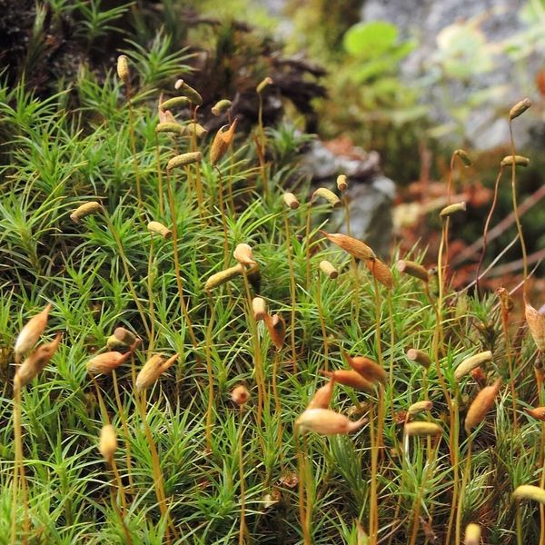 Does a Moss From Antarctica Hide New Weapons Against Cancer?