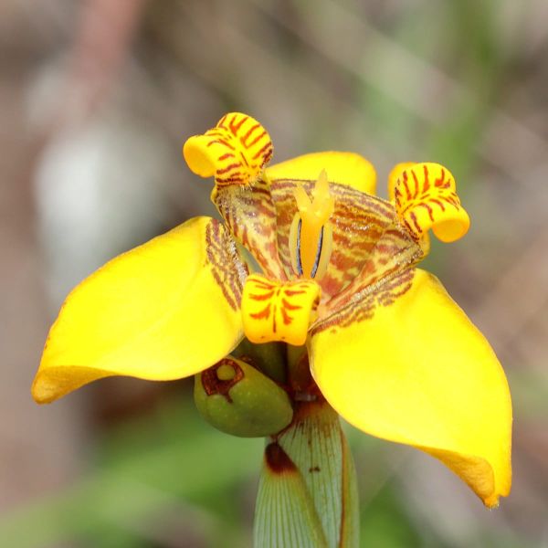 How Climate and Pollinators Shape the Colour Palette of Brazilian Mountain Ecosystems