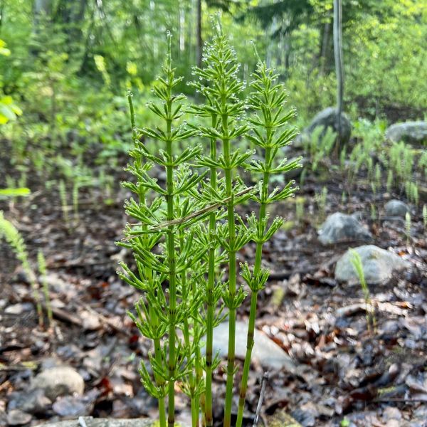 Equisetum arvense