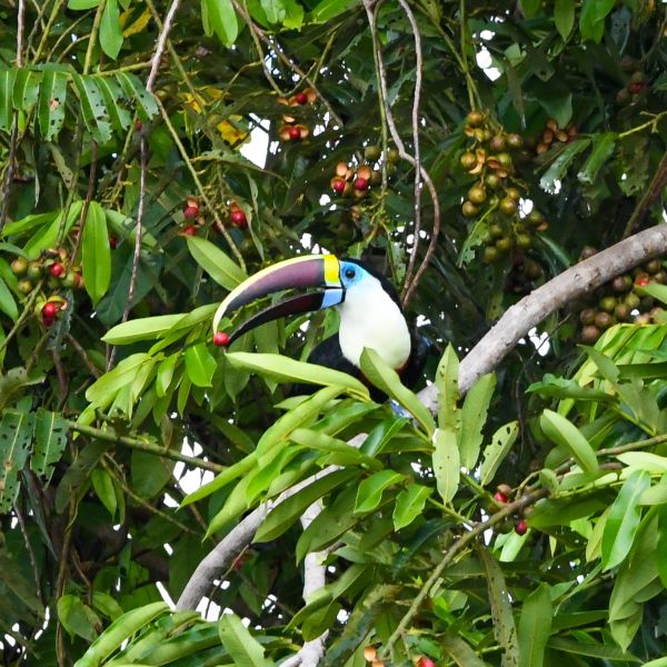 The Amazon’s Invisible Network: How Animals and Trees Sustain the World’s Largest Rainforest