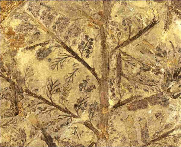 A fossil fern, looking like an artwork in sepia.