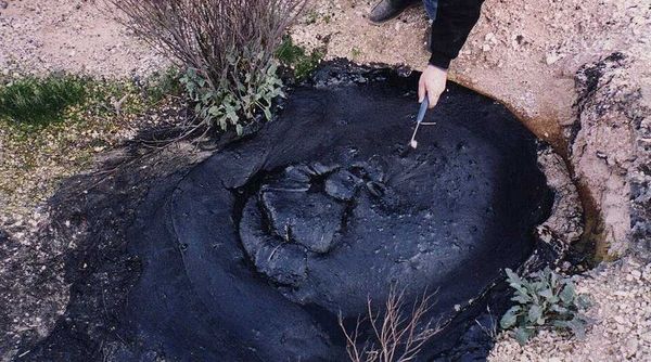 A New Hope for Contaminated Soil: Wild Plants and Microbes Can Work Together to Clean Up Oil Spills