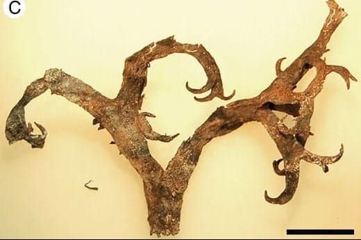Paleo Week: Getting to the Root of Roots