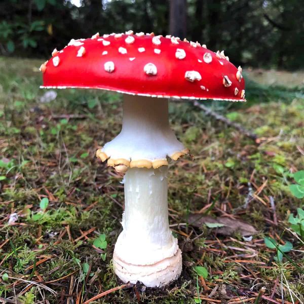 A toadstool with a distinctive red cap with white spots, Amanita muscaria ssp. flavivolvata