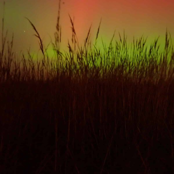 Andropogon gerardi in silhouette under an aurora.