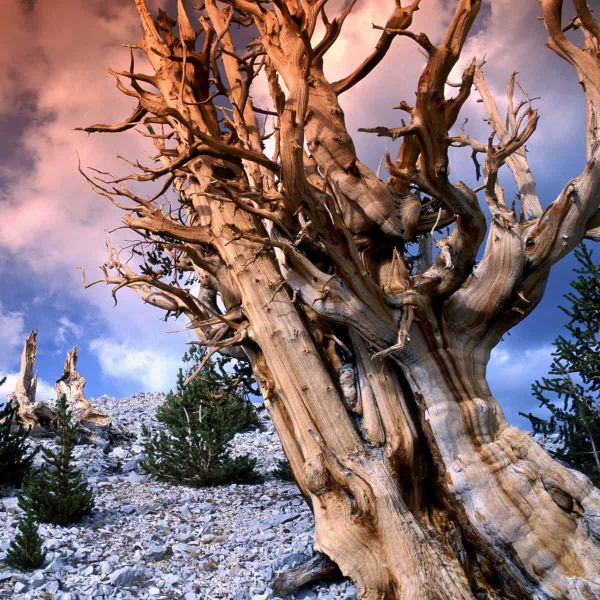A bristlecone pine in what strange colours.