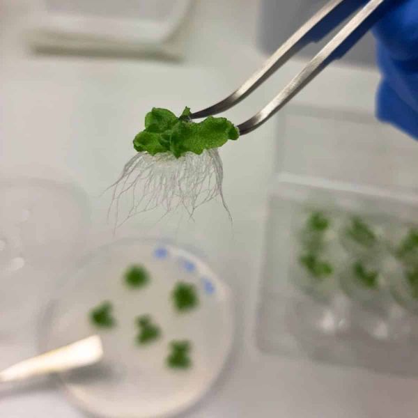 A Marchantia clone held in tweezers