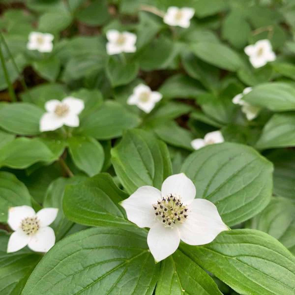 A patch of low green plants covering the ground, each with a whorl of oval, deeply veined leaves. Above the leaves sit small white flowers.