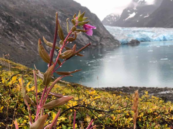 A dwarf fireweed plant in the foreground, with red stems, elliptical grey-green leaves and a single bright pink flower, growing on a low bank above a glacial lagoon.