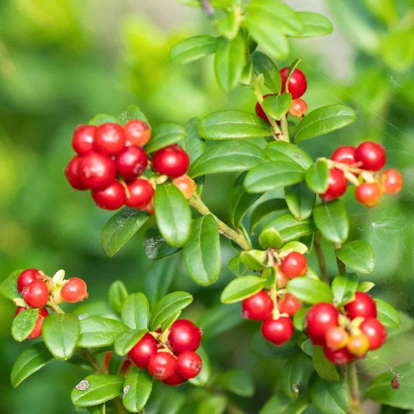 Bright red berries sit on a green bush against a blurred green background.